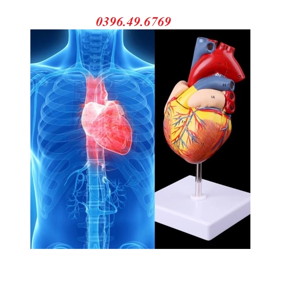 MÔ HÌNH TIM KÍCH THƯỚC THẬT