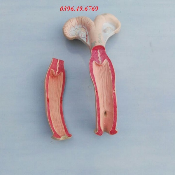 MÔ HÌNH TỬ CUNG BÒ KÍCH THƯỚC THẬT