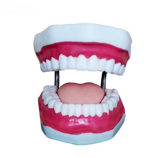 MÔ HÌNH GIẢI PHẪU RĂNG- HÀM RĂNG BÌNH THƯỜNG- KÍCH THƯỚC PHÓNG ĐẠI