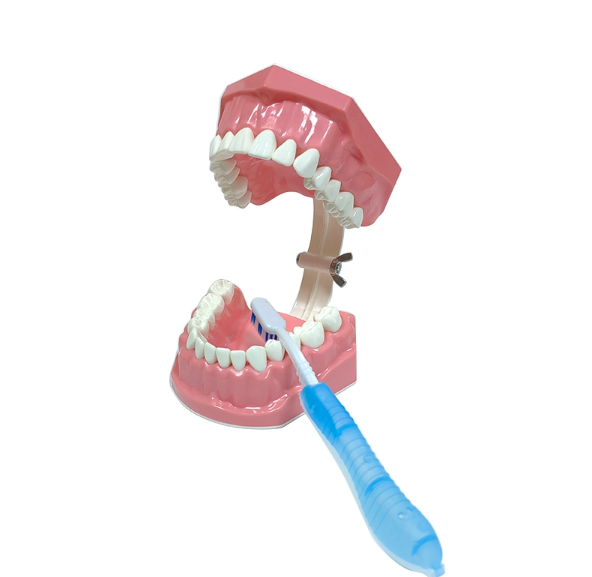 Mô hình giải phẫu răng hàm 28 chiếc cho người lớn