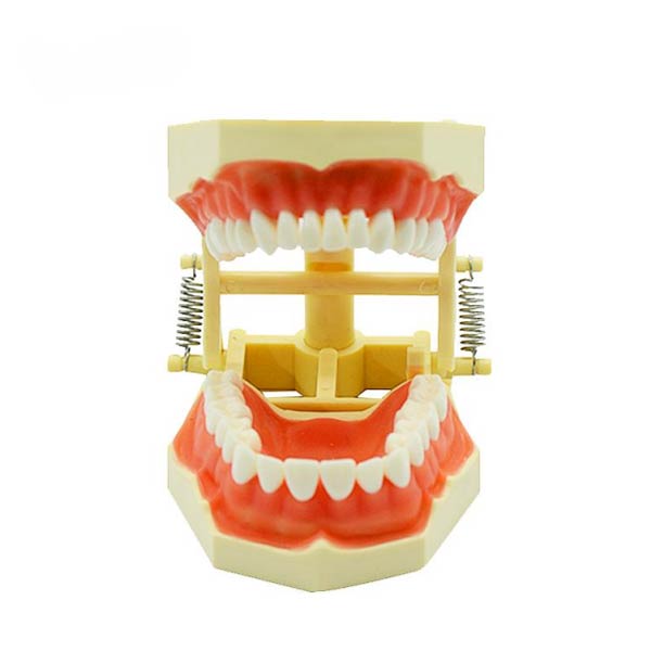 Mô hình răng có nguồn gốc từ Đức