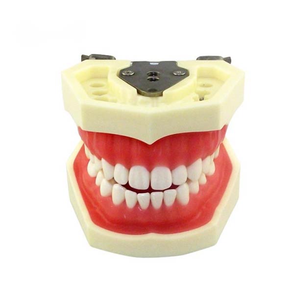 Mô hình răng tháo rời