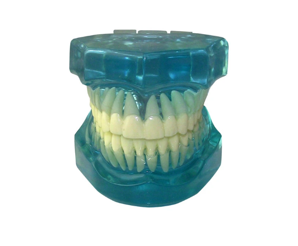 Mô hình mô phỏng răng trong suốt