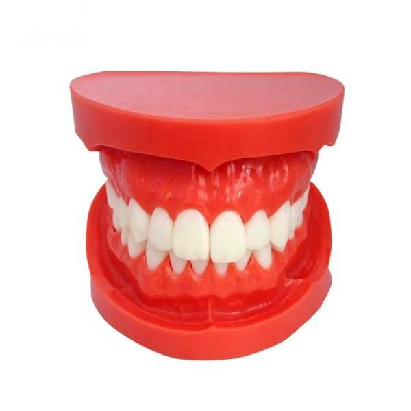 Mô hình mô phỏng răng kích thước tự nhiên