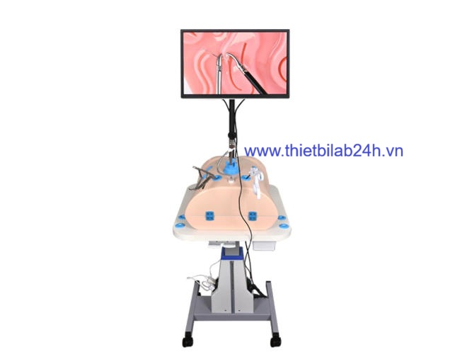 Mô hình nội soi ổ bụng và ngực có màn hình