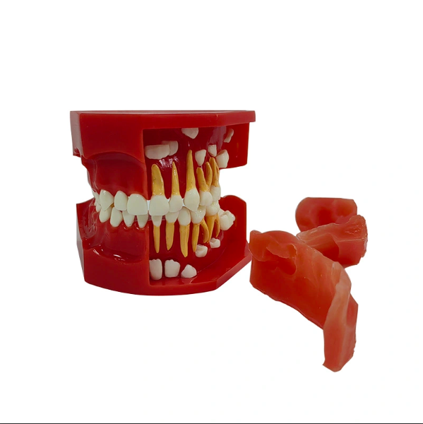 Mô hình răng đang phát triên