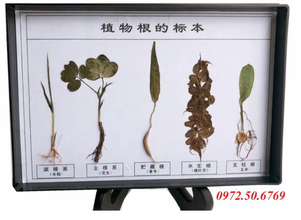 Mô hình các loại rễ thực vật Mô hình các loại rễ thực vật