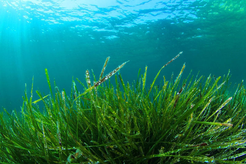 10 lợi ích của tảo xoắn (Spirulina) đối với sức khỏe mà có thể bạn chưa biết?