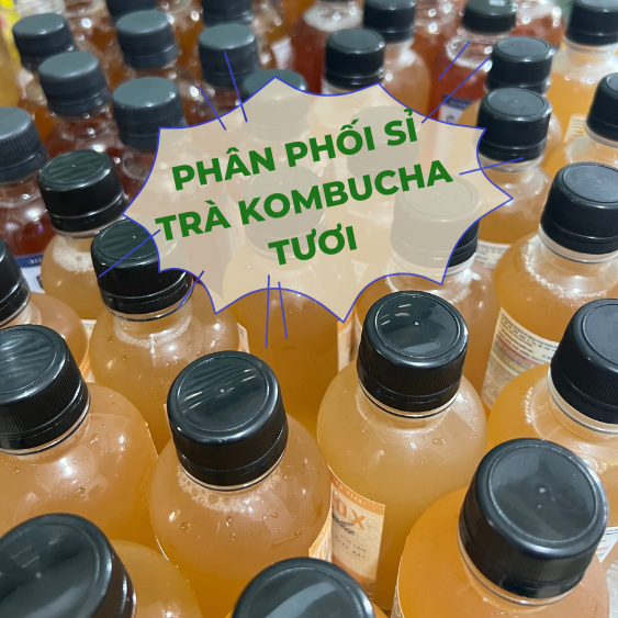 Cung Cấp Sỉ Trà Kombucha Tươi - Chính Sách Tốt Nhất Thị Trường