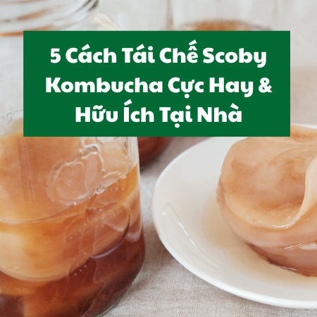 Đừng vứt bỏ Scoby! 5 Cách Tái Chế Scoby Kombucha Cực Hay & Hữu Ích Tại Nhà
