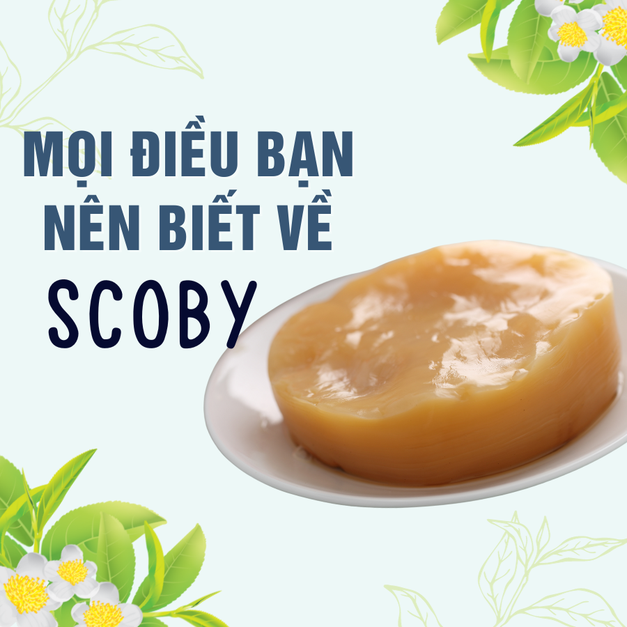 MỌI ĐIỀU BẠN NÊN BIẾT VỀ SCOBY KOMBUCHA