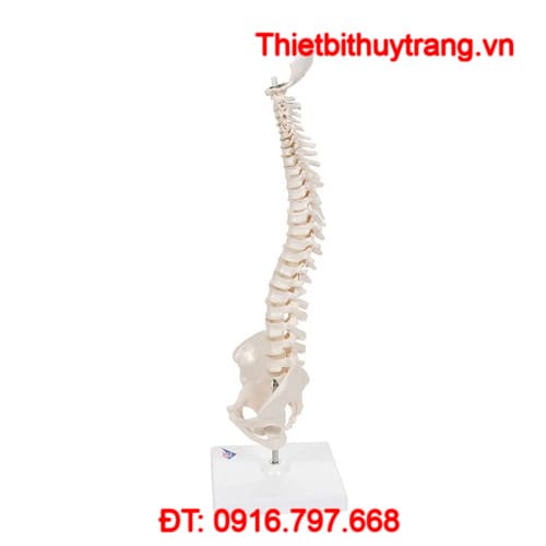 Mô Hình Bộ Cột Sống Linh Hoạt Mini Tháo Rời Được 3B Scientific 1000043