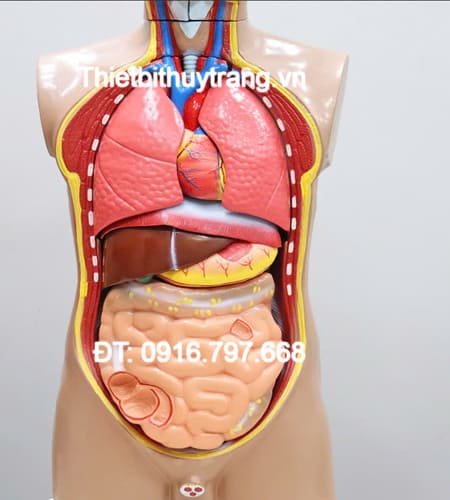 Mô Hình Cấu Tạo Cơ Thể Người Bán Thân 14 Phần