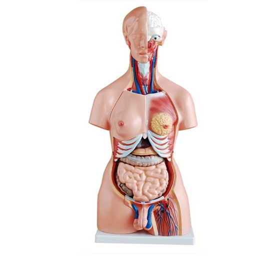 Mô hình cơ thể người 85cm 23 phần