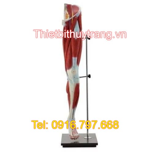 Mô hình cấu tạo cơ xương khớp chi dưới Nasco LA00131