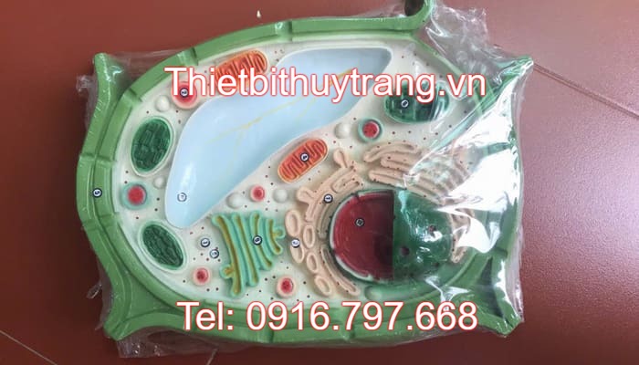 Mô Hình Cấu Trúc Tế Bào Thực Vật