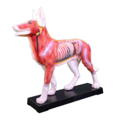 MÔ HÌNH CHÂM CỨU CHO CHÓ