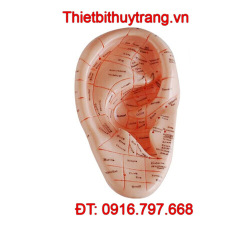 MÔ HÌNH CHÂM CỨU TAI 17CM TT-514A 