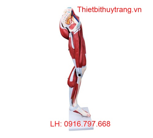 Mô Hình Cơ Bắp Chân 13 Phần Tháo Rời TT337