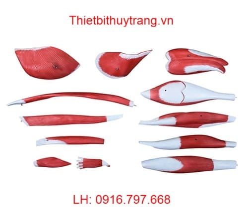 Mô Hình Cơ Bắp Chân Người 13 Phần Giá Tốt TT337