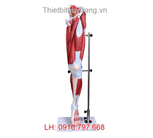 MÔ HÌNH CƠ BẮP CHÂN NGƯỜI 13 PHẦN TT337
