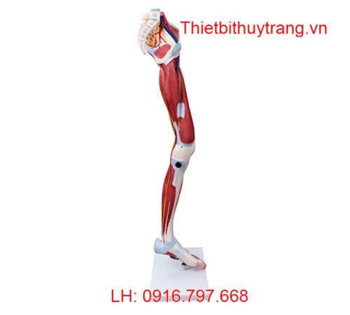 Mô Hình Cơ Chân Người 13 Phần Giá Rẻ TT337