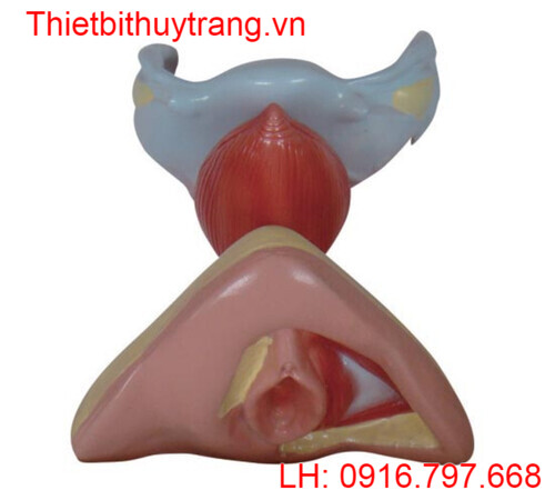 MÔ HÌNH CƠ QUAN SINH DỤC PHỤ NỮ BÊN TRONG VÀ BÊN NGOÀI TT429