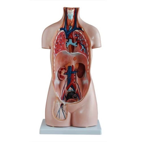 Mô hình cơ thể người 20 bộ phận cao 85cm