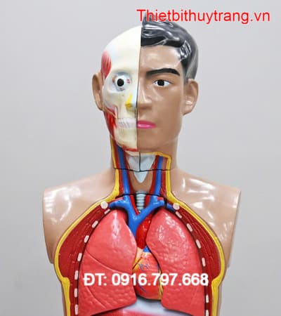Mô Hình Cơ Thể Nửa Người 82Cm Với 14 Phần