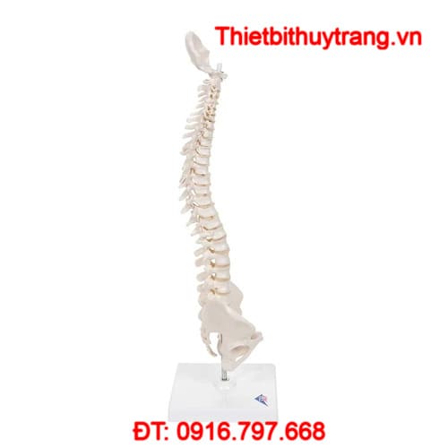 Mô Hình Cột Sống Linh Hoạt Thu Nhỏ Để Trên Đế 3B Scientific 1000043