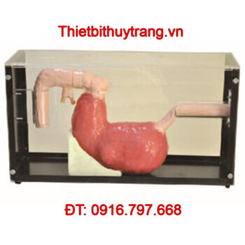 MÔ HÌNH ĐÀO TẠO NỘI SOI DẠ DÀY VÀ ERCP GD/LV47