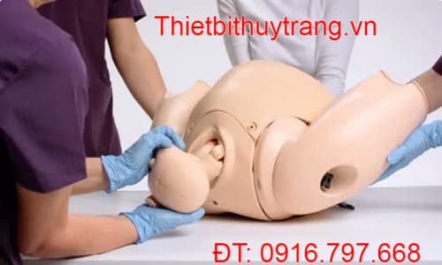 Mô Hình Đào Tạo Sinh Đẻ Prompt Flex Limbs & Things 80100