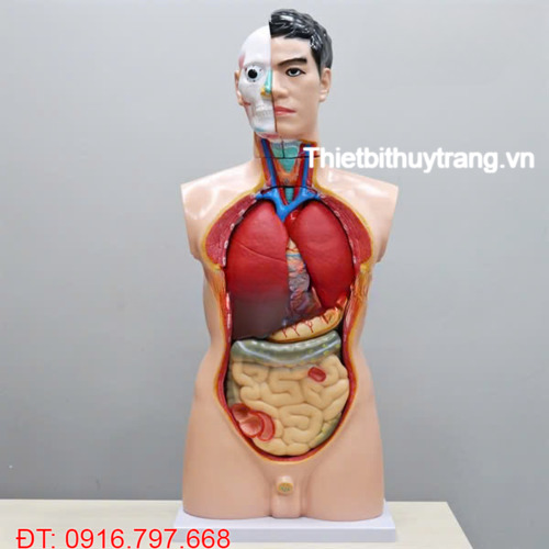 MÔ HÌNH GIẢI PHẪU CẤU TẠO CƠ THỂ NGƯỜI BÁN THÂN 19 PHẦN