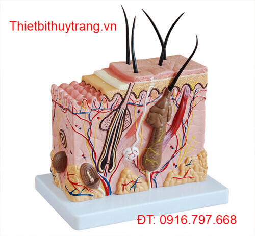 MÔ HÌNH GIẢI PHẪU CẤU TẠO DA NGƯỜI