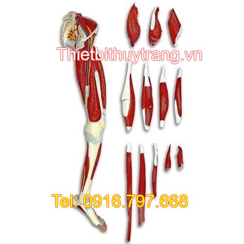 Mô hình giải phẫu cấu tạo hệ cơ xương khớp chi dưới LA00131 Nasco