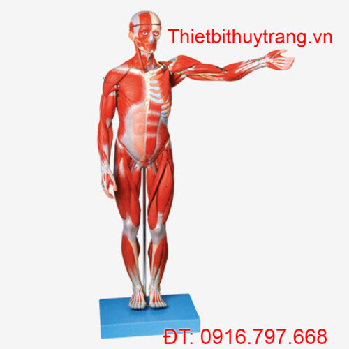 MÔ HÌNH GIẢI PHẪU CƠ BẮP CƠ THỂ NGƯỜI TOÀN THÂN 78CM GD/A11302/1