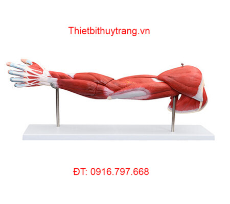 Mô Hình Giải Phẫu Cơ Bắp Tay 7 Phần