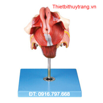 MÔ HÌNH GIẢI PHẪU CƠ QUAN SINH DỤC NỮ GD/A15105