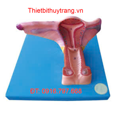 MÔ HÌNH GIẢI PHẪU CƠ QUAN SINH DỤC TRONG CỦA PHỤ NỮ GD/A15108