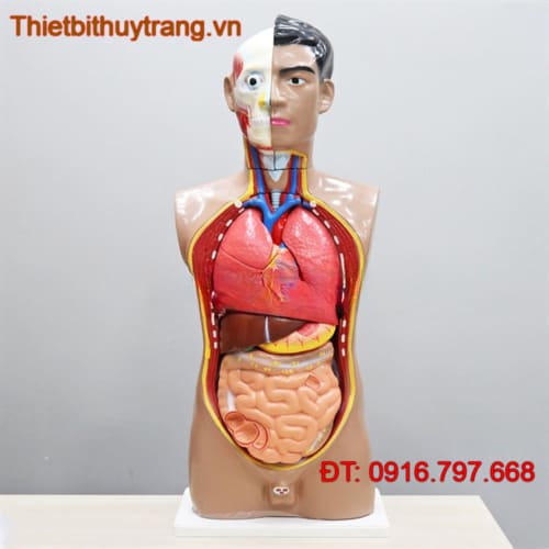 MÔ HÌNH GIẢI PHẪU CƠ THỂ NGƯỜI BÁN THÂN KÍCH THƯỚC THẬT 14 PHẦN TTK