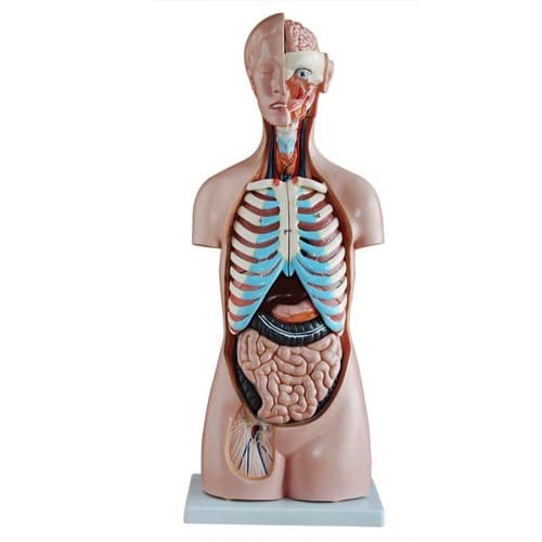 Mô hình giải phẫu cơ thể người cao 85cm 20 bộ phận