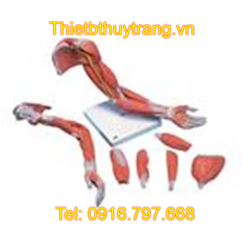 Mô hình giải phẫu cơ xương khớp cánh tay Nasco LA00129