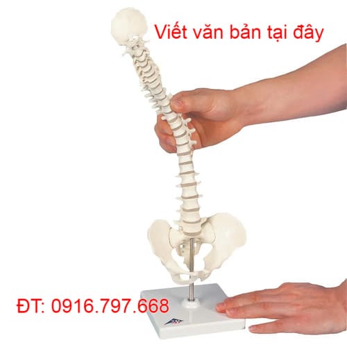 Mô Hình Giải Phẫu Cột Sống Thu Nhỏ Linh Hoạt 3B Scientific 1000043