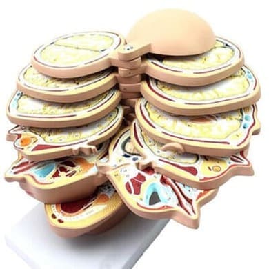 Mô hình giải phẫu đầu mặt cổ cắt lát