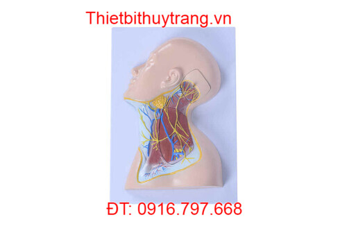 MÔ HÌNH GIẢI PHẪU DÂY THẦN KINH VÙNG CỔ