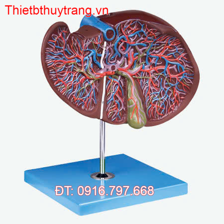MÔ HÌNH GIẢI PHẪU GAN VÀ TÚI MẬT GD/A12009