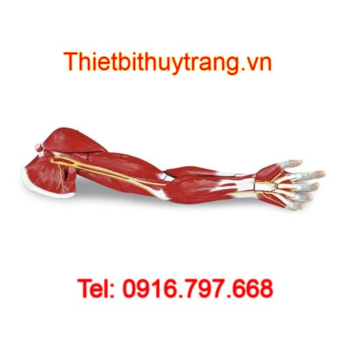 Mô hình giải phẫu hệ cơ xương khớp chi trên LA00129 Nasco