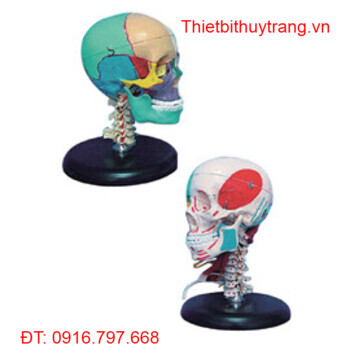 MÔ HÌNH GIẢI PHẪU HỘP SỌ 3 PHẦN VÀ XƯƠNG CỔ GD/A11111/3