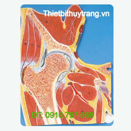 MÔ HÌNH GIẢI PHẪU MẶT CẮT KHỚP HÔNG GD/A11205