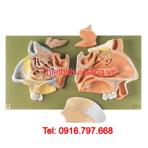 Mô Hình Giải Phẫu Mũi Phóng To 5 Phần SOMSO
